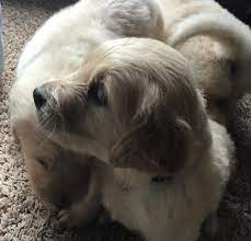 We did not find results for: Golden Retriever Puppy For Sale Adoption Rescue For Sale In Paynesville Minnesota Classified Americanlisted Com