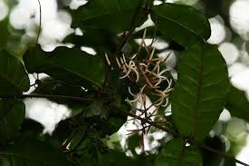 Image result for Dictyophleba