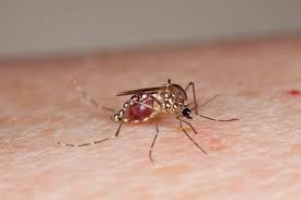 You can also get an ultrasonic insect repeller or a bug zapper. How To Get Rid Of Mosquitoes Indoors And Out