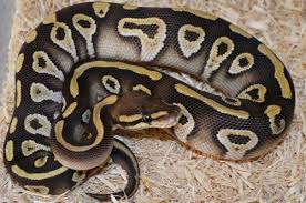 30 Beautiful Ball Python Morphs Colors With Pictures