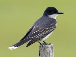 Big Black Bird With White Head And White Tail Eastern Kingbird Ornithology Birds Backyard Birds