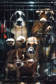 We have decided to adopt two girls from india. Rescue Dogs In Maine Homeward Bound Down East Magazine