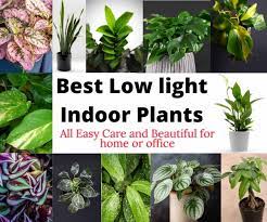 Low light plants exist, and they thrive in darker environments while still adding a beautiful touch to your home. Best Low Light Indoor Plants The Contented Plant
