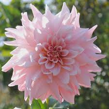 Light Pink Dahlia Amazing Flowers Dahlia Flower Pink Flowers