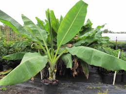 While these tropical fruiting plants are commonly referred to as trees, they're technically huge herbaceous plants, meaning they don't have a woody stem. Bananas Add Some Tropical To Your Garden Just Fruits And Exotics