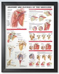 anatomy and injuries of the shoulder chart 20x26 shoulder