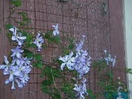 Check spelling or type a new query. Grow Clematis In Windy Spots