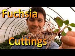 How To Propagate Cuttings Of Fuchsia Rooting Cuttings Of Plants Youtube Fuchsia Plant Propagating Plants Propagation