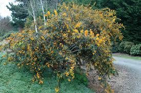 Image result for Berberis darwinii