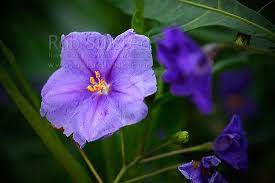 We did not find results for: Nz Poroporo Flower Solanum Laciniatum Nz Native Plant Flowering New Zealand Nz Native Plants Plants Native Plant Landscape