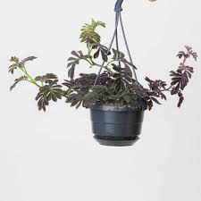 Image result for Solanum linneanum