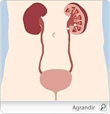 La durée de versement de vos allocations chômage dépend de la durée de vos derniers emplois. Calculs Renaux Lithiase Renale Traitements Medicaux