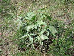Image result for Jatropha pachyrrhiza