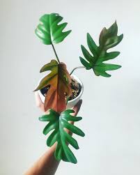 Der philodendron mayoi kommt mit 3 blättern zu dir. Surprisingly Quick Grower This Philodendron Mayoi Love The Different Colours Of The Leaves Philodendron P Philodendron Mayoi Plants Philodendron