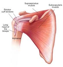 Image result for Rotator Cuff Triad Test