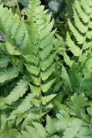 Image result for Dryopteris kilemensis