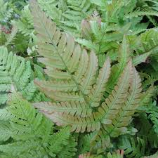 Image result for Ctenitis cirrhosa