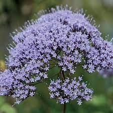 Orchid Trachelium Caeruleum Flower Seeds Default Title In 2021 Plants Perennials Planting Flowers