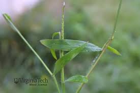 Image result for Digitaria debilis