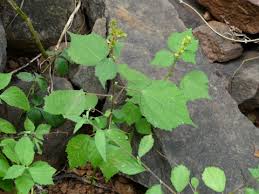 Image result for Triumfetta tomentosa