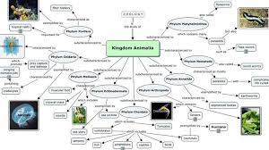 Peta konsep tentang sistem organisasi kehidupan makhluk. Kingdom Animalia Pengertian Ciri Struktur Peta Konsep Klasifikasi Sistem Organ Contoh Dan Perannya Teks Co Id