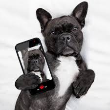 French bulldogs are interesting little creatures that attracts people from all over the world.they have been carrying their position in one of the most popular dog breed from a long time.these dogs are. 10 Celebrities Who Love Their French Bulldog Pups