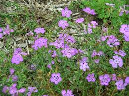 Image result for Dianthus
