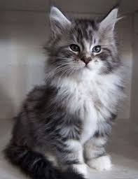 Black And Grey Maine Coon Kittens For Sale Himalayan Cats For Sale Himalayan Cat For Sale Himalayan Cat Himalayan Kitten