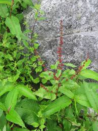 Image result for Rumex nepalensis