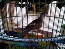 Ciri ciri perkutut lokal yang bagus dipostkan pada: Ciri Burung Perkutut Yang Mengandung Pertanda Baik Ternakpedia