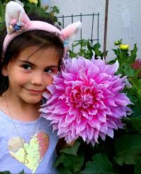 My daughter took some photos of my Dahlias, thought you might appreciate  them