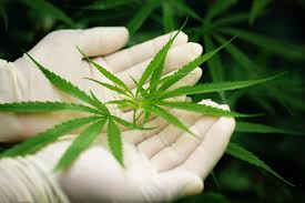 I don't know if the spots can be it is possible that the black spots are caused by the fern leaves resting on the pot. Diagnose Your Weed Here Is How South Florida Reporter