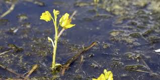 Kuvahaun tulos haulle bladderwort plant