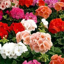 6 Pots Geranium Mixed I N 3592602 Bunnings Warehouse Potted Geraniums Flower Garden Annual Flowers