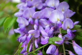 You can purchase fully grown plants at most gardening stores and deposit them directly into the ground. When Blooms Are Bad Wisteria Is Lovely And Invasive Gainesville Times