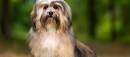 Havanese Puppies for Sale | Lancaster Puppies