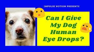 Get used to handling with positive reinforcement. Can I Give My Dog Human Eye Drops Youtube