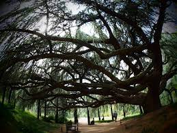 Arboretum de la Vallée aux Loups - kikoubun