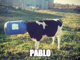 Make sad pablo escobar memes or upload your own images to make the fastest meme generator on the planet. Pablo The Cow Imgflip