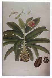Image result for Ensete gilletii