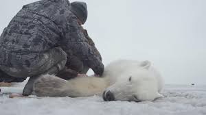 Acciones que se pueden tomar para preservar a estos animales amenazados