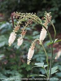 Image result for Acalypha racemosa