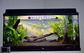 Gambarium Gambario De 120 Litros Para Gambas Caridinas Gambas Acuario Peces De Acuario Gambario