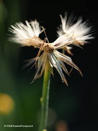 Image result for Hypochaeris