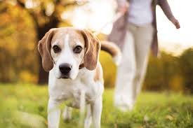 • consult your veterinarian to understand the required dose. Top 5 Tips Leaving Your Dog Home Alone How Long Is Ok Tractive Blog