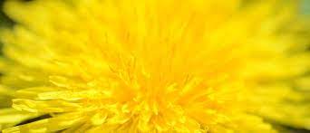 Calmness Grounding Dandelion Flower Essence Flower Essence Blog