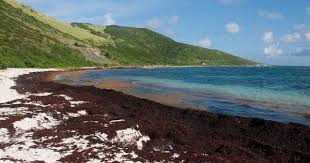 From Seaweed Nuisance To Fertilizer Innovation – Yourcommonwealth