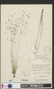 Image result for Bulbostylis hispidula