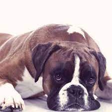 The Reason Your Dog Is Vomiting Mucus And How To Help Petcarerx