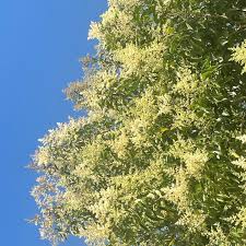 Image result for Ligustrum lucidum